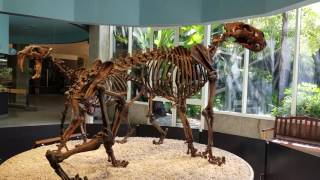 La Brea Tar Pits Los Angeles [upl. by Linet]