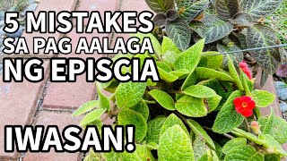 5 MISTAKES SA PAG AALAGA NG EPISCIA  Plant Care for Beginners [upl. by Alemaj]