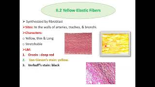 Histopathological techniques Connective tissue staining and clinical applications [upl. by Nimesh256]