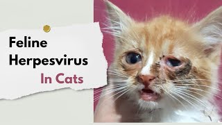 Feline Herpesvirus in cats amp kitten  Causes clinical signs treatment amp Prevention  Cats care [upl. by Alial]