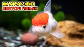 Jenis ikan mas koki  ikan mas koki red cap oranda [upl. by Ecnerat238]