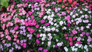 Colorful Impatiens 色とりどりのインパチエンス HD1080P [upl. by Eatnod133]