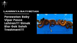 PROSES BREEDING PIT VIPER TIPS PERAWATAN BABY PASCA LAHIR [upl. by Muslim]