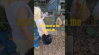 Eggciting Report Wednesday chicken animals comedy life egg food family [upl. by Ydnim]