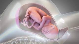 Child Birth  Normal delivery Animated Video ｡⁠◕⁠‿⁠◕⁠｡ [upl. by Mannuela]