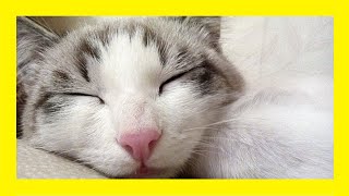 🎶🐱 MÚSICA para DORMIR GATOS ADULTOS en 5 MINUTOS 🐱🎶 [upl. by Holli]