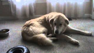 A Very Sweet Golden RetrieverGreat Pyrenees Mix [upl. by Cheyney]