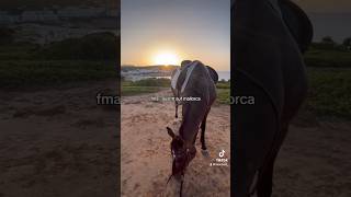 cala ratjada 🫶🏽 mallorca calaratjada equestrian [upl. by Einaffit]