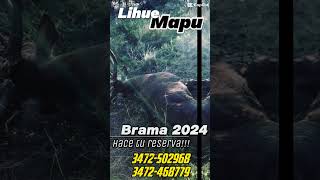 Brama 2024 el mejor precio y atención No dudes en consultar [upl. by Ylelhsa]