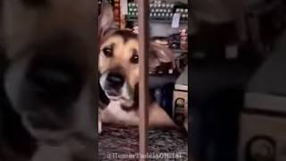 Caramelo Nildo foi para o boteco comediaanimal engraçado engraçado pets viral shorts [upl. by Ocirrej]