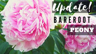 How to Plant A Bare Root Peony Update🌸 Sarah Bernhardt [upl. by Jamima]