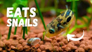 Best Snail Eating Aquarium Fish [upl. by Brnaba]