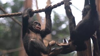 Bonobosyoung bonobos playingZoo VideosZoo Leipzig [upl. by Suoilenroc]