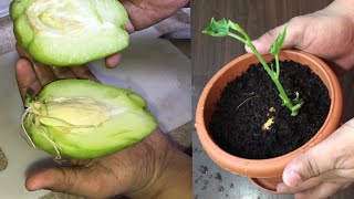 Amazing Tricks to Grow Chayote Easy and Quickly [upl. by Barthol]