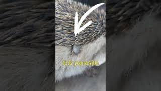 Eared hedgehog tick parasite hedgehog parasite tickparasite [upl. by Aleunamme]