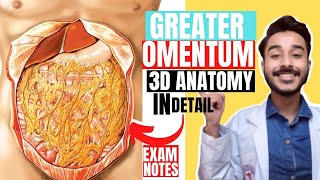 greater omentum anatomy 3d  peritoneum anatomy  greater sac anatomy [upl. by Enirak252]