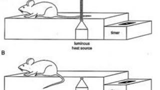 Tail flick apparatus Analgesiometer [upl. by Joice]