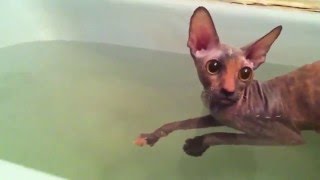 Cornish rex swimming [upl. by Sirromad]