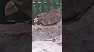 A CUTE DASSIE ROCK HYRAX HERMANUS SOUTH AFRICA whalewatching caverestaurant [upl. by Pilihp]