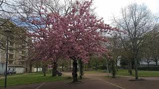 CERISIER du JAPON ou PRUNUS Kanzan Magnifique floraison en pompons [upl. by Sileas]