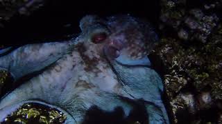 Roatan 2022 Day and Night Snorkel [upl. by Kele]