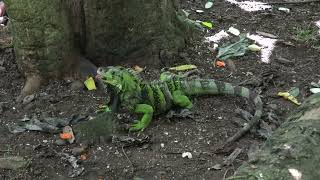 Forestry Department Still At War With Invasive Iguana Species [upl. by Sexela730]