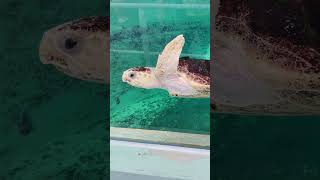 Loggerhead MarineLife Center Juno Beach FL [upl. by Neyut]