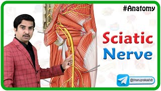 Sciatic Nerve Anatomy Animation  Origin Course Branches and Sciatica  USMLE Step 1 [upl. by Brandes220]