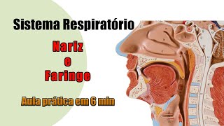 Anatomia Respiratória  Nariz e Faringe  Aula Prática [upl. by Ynnahc]