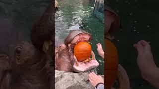 Hippos Crunching Pumpkins for Halloween  Cincinnati Zoo [upl. by Hecklau17]