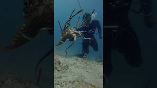 Gotteeemmm 🦞 lobster crayfish commercialdiving greatbarrierreef [upl. by Burleigh119]