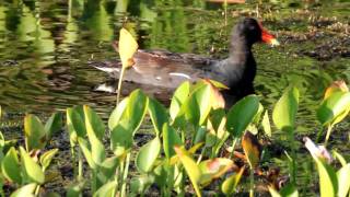 Common Moorhen [upl. by Ib]