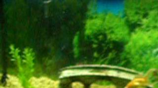 Awesome Fish Tank Background Gel  SeaView Gel 46 gallon [upl. by Eilatam]