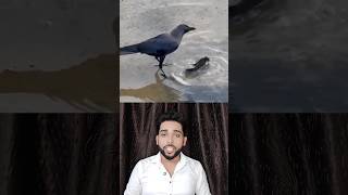 God must be ctazy crow bird birdslover birds animals pets fish fishing ankitagasta [upl. by Damalus]