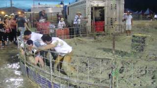 Pig Wrestling at 2010 Teton County Fair [upl. by Tobie262]