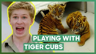 Robert Irwin Plays With Three Tiger Cubs  Crikey Its The Irwins [upl. by Emmey]