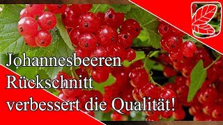 Johannisbeeren schneiden verbessert die Ernte [upl. by Noiramaj888]