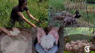 How Does Mr Zon Grow And Harvest Rice In 6 Months Survival Instinct Wilderness Alone survival [upl. by Foah]