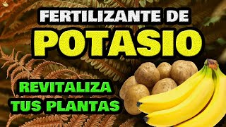 Té de Plátano y Patata 🍌 Fertilizante CASERO de Potasio 🥔 Abono Fácil y Orgánico para Plantas [upl. by Aiam]