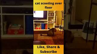 Cat scooting over floor Funny Shorts [upl. by Ciel]