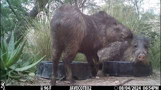 8624 Javelinas hang out at the water bowls [upl. by Annil]