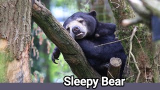 One Very Sleepy Bear  Music Chris Stapleton  I Hope You Dance [upl. by Eimma]