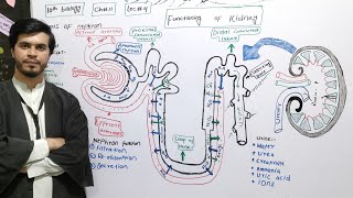 functioning of kidney  Structure and function of nephron  ch11  lec4  Class 10 biology [upl. by Benilda321]