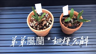 04012022 弟弟风兰，翅梗石斛蘭的上盆與種植要領 Angraecum didieri ，Dendrobium trigonopus [upl. by Hopper545]