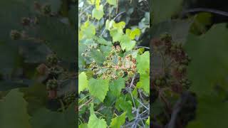 Exploring the Beauty of Wild Blackberries A CloseUp Look at Natures Bounty [upl. by Kolnick]