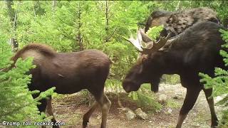 Crazy Moose around Mating Season Fall 2019 [upl. by Nlyak324]