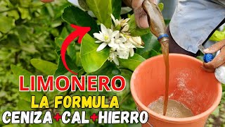 CENIZA y CAL con HIERRO OXIDADO 🔥✨ ¡El SECRETO para estimular la FLORACIÓN y el CUAJE de FRUTOS 🍋🌿 [upl. by Birdt97]