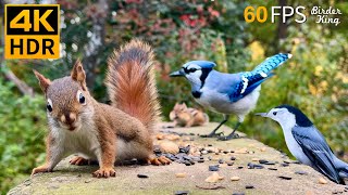 Cat TV for Cats to Watch 😺 Unlimited Birds Chipmunks Squirrels 🐿 8 Hours 4K HDR 60FPS [upl. by Alleunam172]