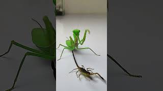 Praying Mantis vs Scorpion insects mantis scorpion animals [upl. by Annehcu]