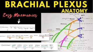 Brachial Plexus Anatomy  Easy Mnemonic  Upper Limb Anatomy [upl. by Nosyerg910]